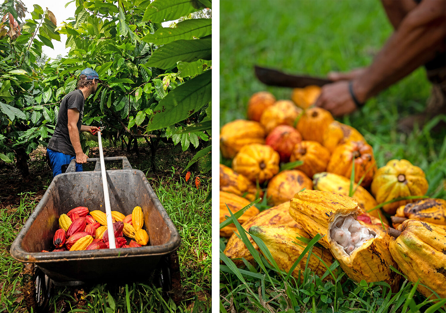 Lydgate cacao harvest